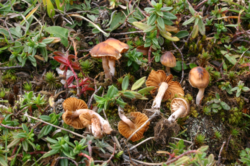 Cortinarius glandicolor var. exilis Favre